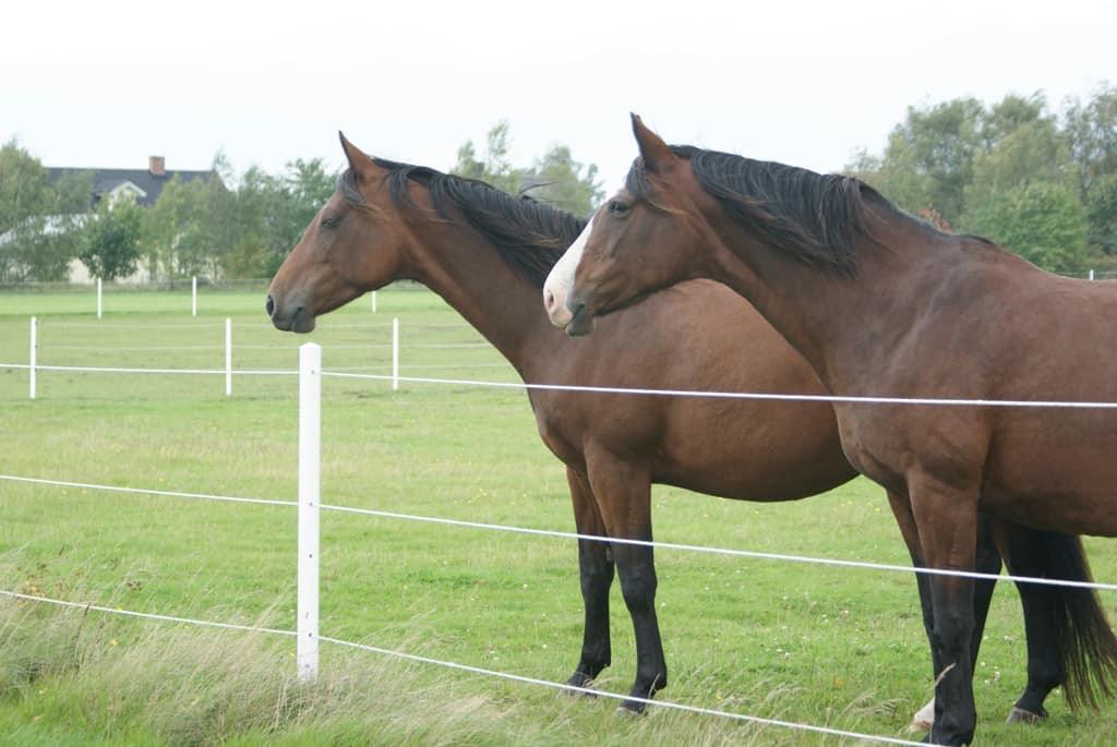 Stängselstolpe E65 DeLuxe 2,2m -