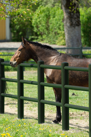 Horse fence RS2 British Racing Green NEW!